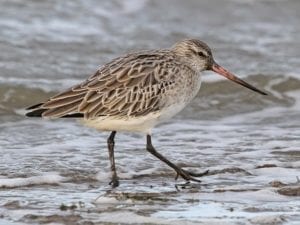 bar_tailed_godwit