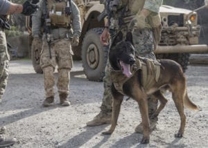 Marine Raiders with Marine Forces Special Operations Command conduct high-value target detainment and evacuation operations during a multipurpose canine handler training course hosted by 1st Marine Raider Battalion on Marine Corps Base Camp Pendleton, California, Dec. 18, 2019. The handlers learned to conduct raids, helicopter insertions and advanced veterinary care during the course. MPC handlers integrate with Marine Special Operations Teams to support global SOF operations. (U.S. Marine Corps photo by Lance Cpl. Angela Wilcox)