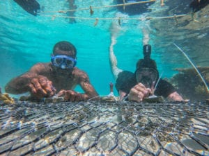 U.S. Army 2nd Lt. Michael Fink, who serves as a platoon leader with the 1st Battalion, 27th Infantry Regiment, 2nd Brigade, Inf. Brig. Combat Team, 25th Inf. Division, and a Fijian Soldier serving with the 3rd Battalion, Fiji Inf. Regt., transplant a piece of healthy coral by fixing it to a steel grate with cable fasteners, during a coastal and reef revitalization project for Exercise Cartwheel 2019, near Nadi, Fiji, Aug. 13. Part of both the Republic of Fiji Military Forces and the U.S. Indo-Pacific Command's defense strategy is to addresses climate change. Opportunities, such as Exercise Cartwheel, provide a platform to deepen understanding and preparedness, which strenthens and enhances key relationships with partner nations for a free and open Indo-Pacific.