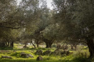 U.S. Marines with Black Sea Rotational Force run with their Israel Defense Force group leader while participating in an orientation exercise prior to the start of Exercise Juniper Cobra in Israel, Feb. 10, 2016. JC is a combined Israeli-U.S. exercise designed to improve interoperability between the two countries' armed forces. (U.S. Marine Corps photo by Cpl. Kelly L. Street, 2D MARDIV COMCAM/Released)